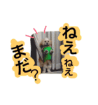 ミックス犬りょうま3（個別スタンプ：14）
