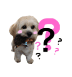 ミックス犬りょうま3（個別スタンプ：15）