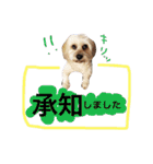 ミックス犬りょうま3（個別スタンプ：16）