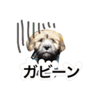ミックス犬りょうま3（個別スタンプ：17）