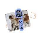 ミックス犬りょうま3（個別スタンプ：18）