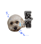 ミックス犬りょうま3（個別スタンプ：20）