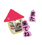 ミックス犬りょうま3（個別スタンプ：21）