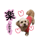 ミックス犬りょうま3（個別スタンプ：22）