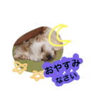 ミックス犬りょうま3（個別スタンプ：23）