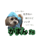 ミックス犬りょうま3（個別スタンプ：24）