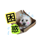ミックス犬りょうま3（個別スタンプ：25）