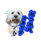 ミックス犬りょうま3（個別スタンプ：27）