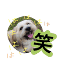 ミックス犬りょうま3（個別スタンプ：28）