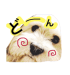 ミックス犬りょうま3（個別スタンプ：29）