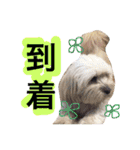 ミックス犬りょうま3（個別スタンプ：30）