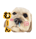 ミックス犬りょうま3（個別スタンプ：31）