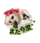 ミックス犬りょうま3（個別スタンプ：32）