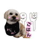 ミックス犬りょうま3（個別スタンプ：33）