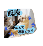 ミックス犬りょうま3（個別スタンプ：34）
