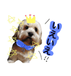 ミックス犬りょうま3（個別スタンプ：35）