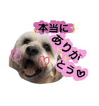 ミックス犬りょうま3（個別スタンプ：37）