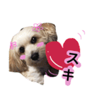 ミックス犬りょうま3（個別スタンプ：38）