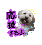 ミックス犬りょうま3（個別スタンプ：39）