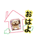 ミックス犬りょうま3（個別スタンプ：40）