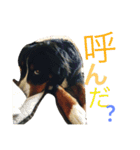 バーニーズ時々ベタ（個別スタンプ：11）