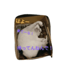 aisatsushana（個別スタンプ：3）