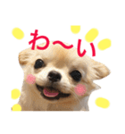チワワもちちゃん♡（個別スタンプ：1）