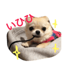 チワワもちちゃん♡（個別スタンプ：2）