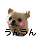 チワワもちちゃん♡（個別スタンプ：3）