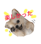 チワワもちちゃん♡（個別スタンプ：8）
