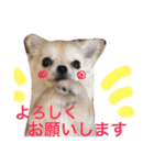 チワワもちちゃん♡（個別スタンプ：13）