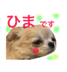 チワワもちちゃん♡（個別スタンプ：17）