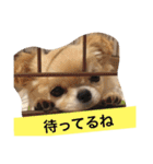 チワワもちちゃん♡（個別スタンプ：34）