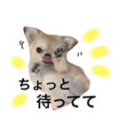 チワワもちちゃん♡（個別スタンプ：35）