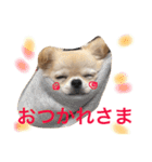 チワワもちちゃん♡（個別スタンプ：37）