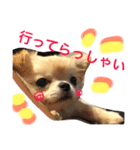 チワワもちちゃん♡（個別スタンプ：38）