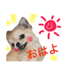 チワワもちちゃん♡（個別スタンプ：39）