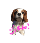 たろうキャバリア1（個別スタンプ：1）