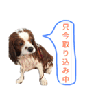 たろうキャバリア1（個別スタンプ：11）