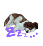 たろうキャバリア1（個別スタンプ：12）