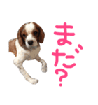 たろうキャバリア1（個別スタンプ：16）
