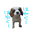 たろうキャバリア1（個別スタンプ：24）