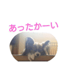 パピヨン メルちゃん（個別スタンプ：18）