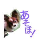 パピヨン メルちゃん（個別スタンプ：19）