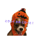 パピヨン メルちゃん（個別スタンプ：23）