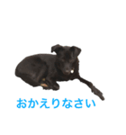 黒ラブにくーちゃん2（個別スタンプ：2）
