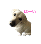 黒ラブにくーちゃん2（個別スタンプ：3）