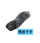 黒ラブにくーちゃん2（個別スタンプ：10）