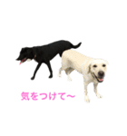 黒ラブにくーちゃん2（個別スタンプ：13）