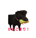 黒ラブにくーちゃん2（個別スタンプ：16）